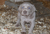 Welpen