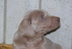 Welpen