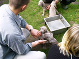 Weimaraner Welpen