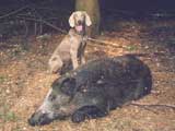 Weimaraner in Mecklenburg-Vorpommern