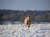 Weimaraner in Mecklenburg-Vorpommern