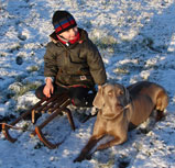 Weimaraner in Mecklenburg-Vorpommern