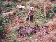 Weimaraner in Mecklenburg-Vorpommern