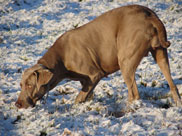 Weimaraner in Mecklenburg-Vorpommern
